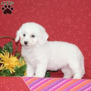 Peach, Bichon Frise Puppy
